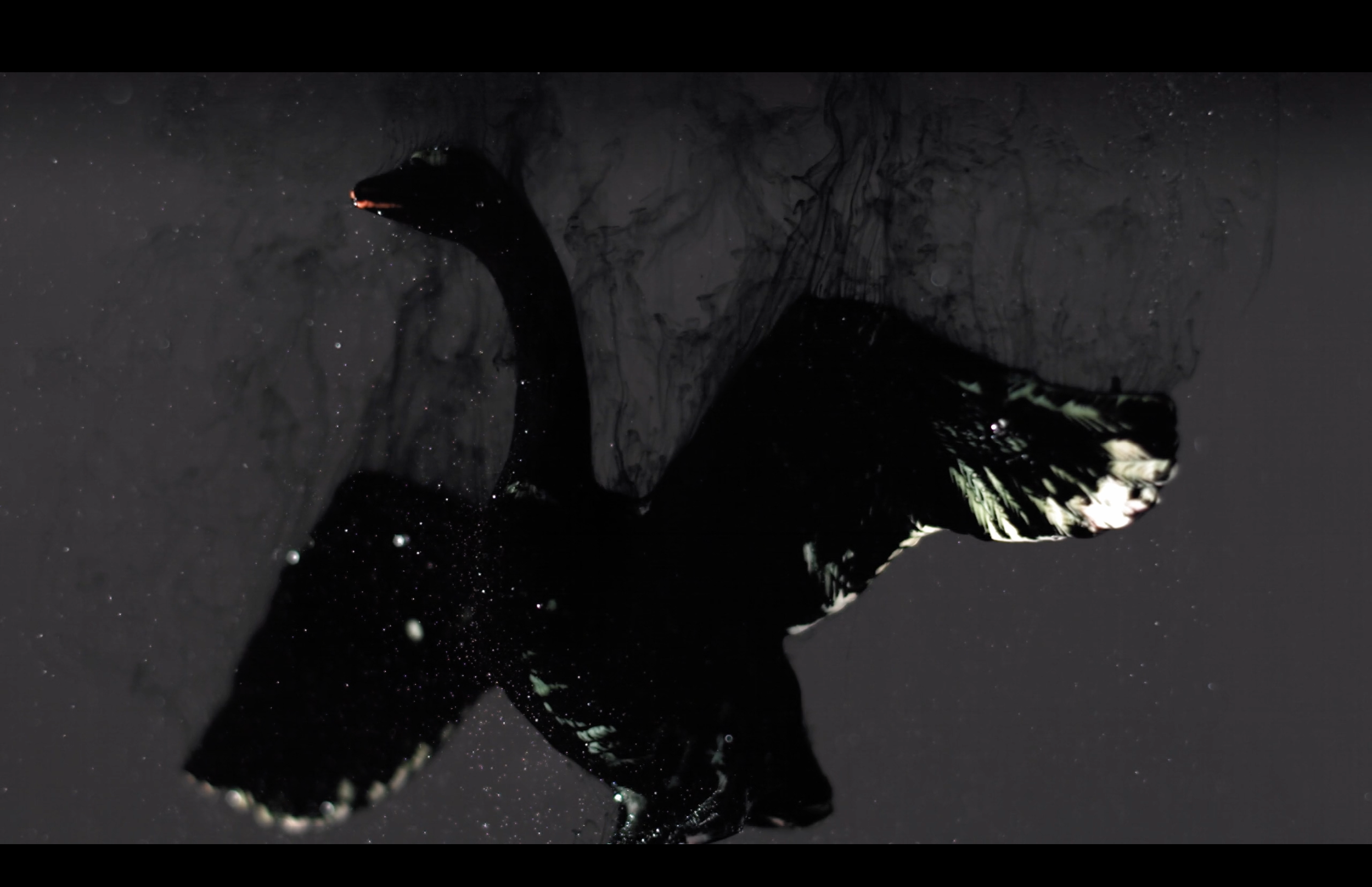 Black Swan in Three Variations — Patricia Olynyk